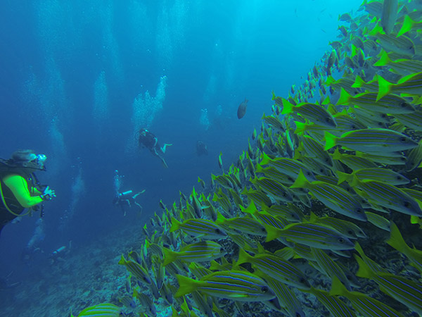 Angsana Ihuru