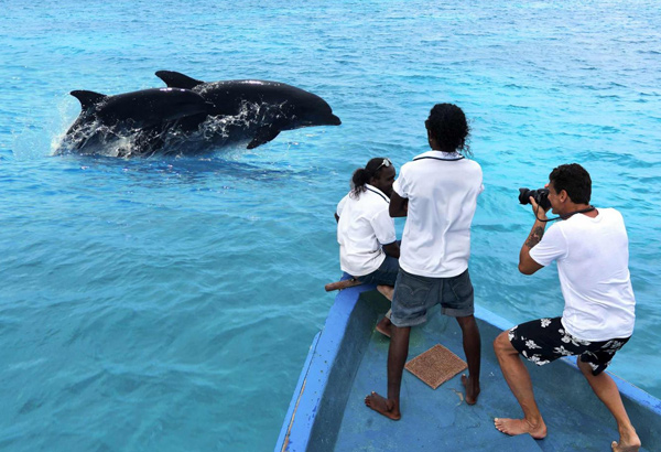 Maldives Dolphins